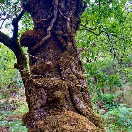 Lägenhet Casa De Clarisse Ermelo (Viana do Castelo)