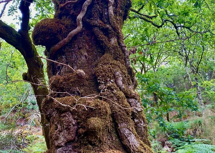 Διαμέρισμα Casa De Clarisse Ermelo (Viana do Castelo)
